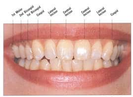 Display, Height, & Width